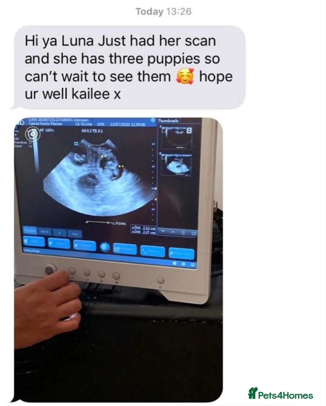 Yorkshire Terrier dogs for stud: Miniature experienced Yorkie STUD price 150 in Worcester - Advert 12