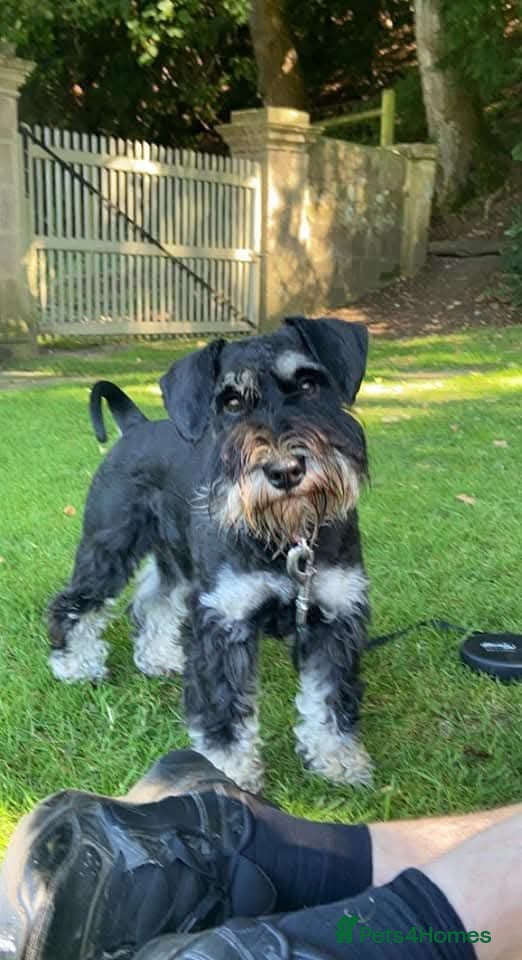 Miniature Schnauzer dogs Beautiful litter of miniature Schnauzer puppies - Advert 5