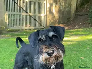 Miniature Schnauzer dogs Beautiful litter of miniature Schnauzer puppies - Advert 5