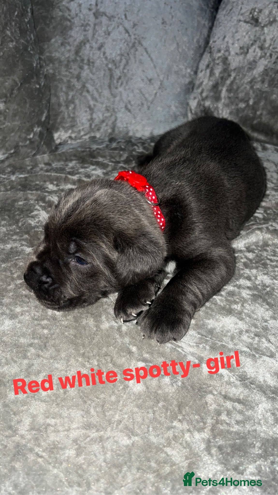Cane Corso dogs Cane corso puppies - Advert 4