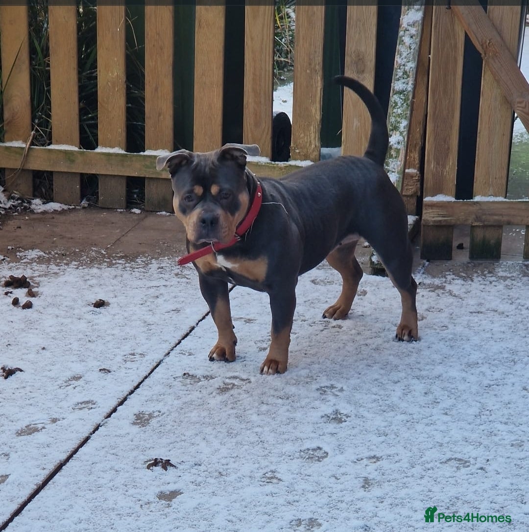 American Bulldog dogs 9 month pocket bully's  - Advert 1