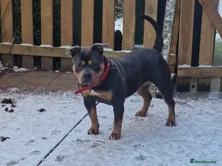 American Bulldog dogs 9 month pocket bully's - Advert 1