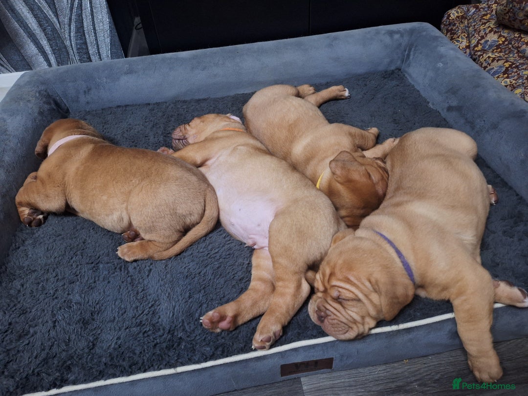 Dogue De Bordeaux dogs for sale: READY TO LEAVE! Stunning Dogue De Bordeaux Puppies - Advert 18