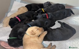 Labrador Retriever dogs for sale: 9 Beautiful Labrador Puppies For Sale  - Image 3