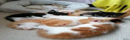 Mixed Breed cats for sale: 8 Lovely Kittens for Sale - Advert 15