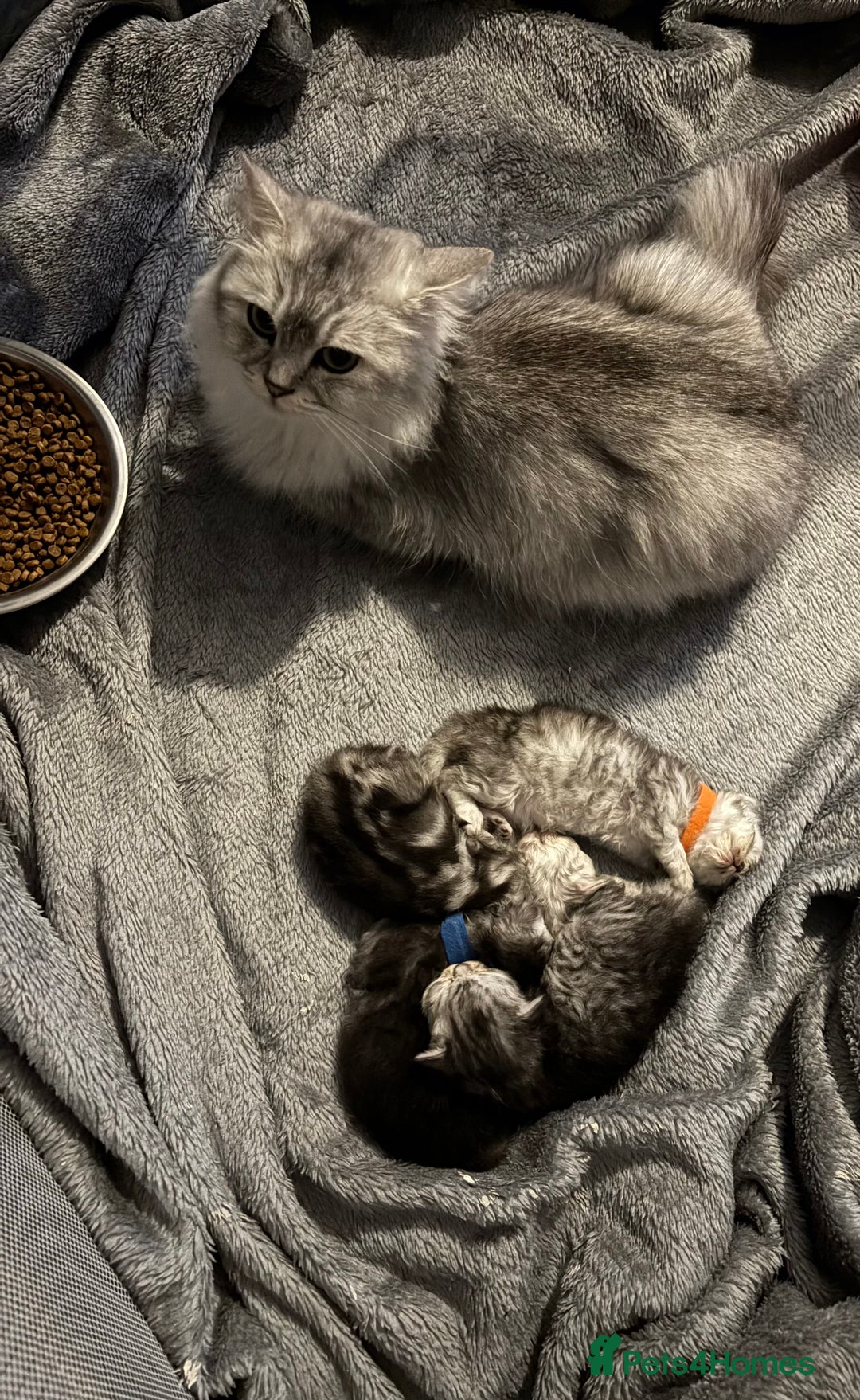 Persian cats for sale: Stunning Persian X maincoon kittens - Advert 3