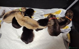 Shepsky dogs for sale: shepsky puppies  - Advert 2