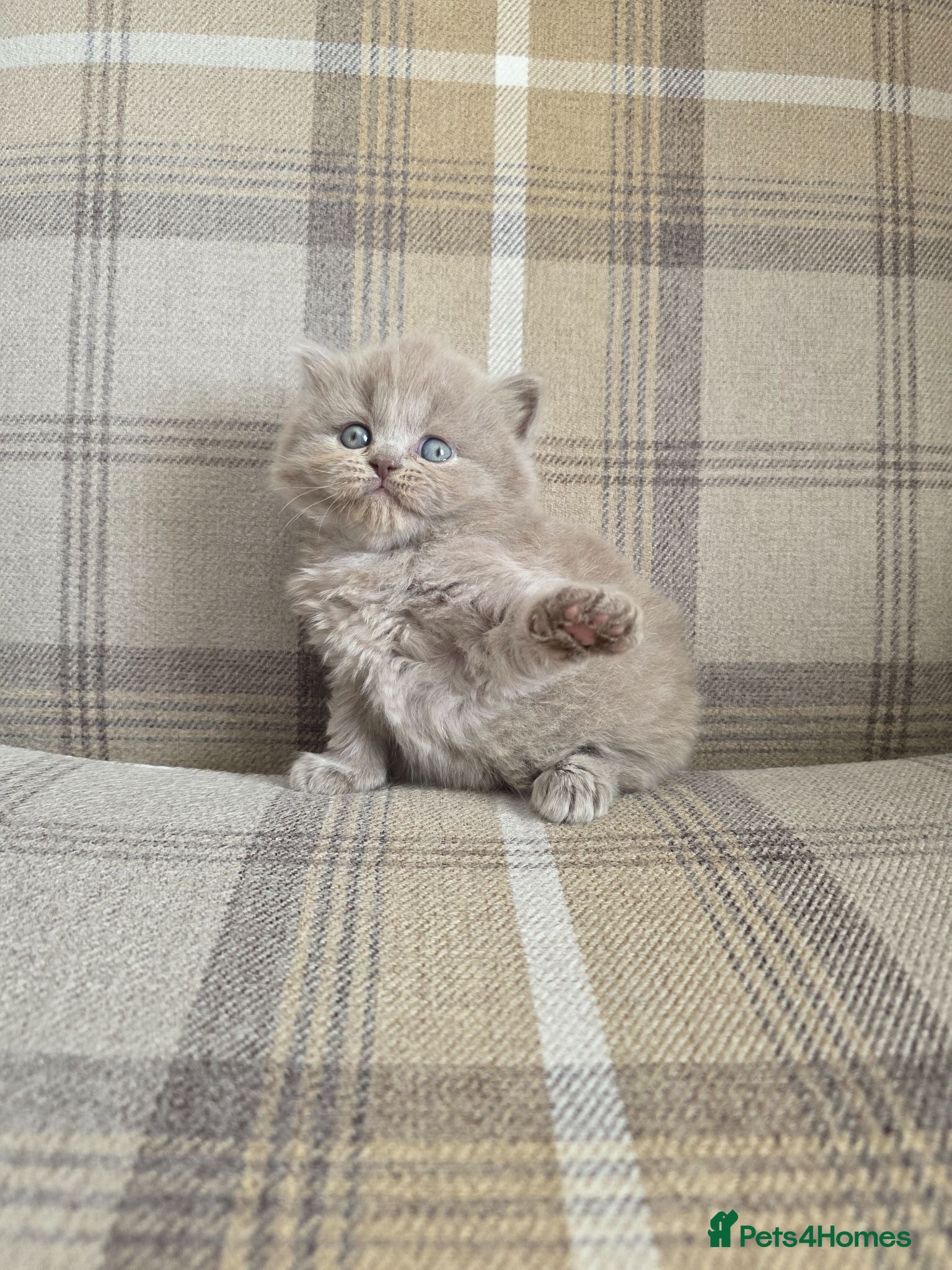 British Longhair cats Exceptional quality GCCF British Longhair  - Advert 1