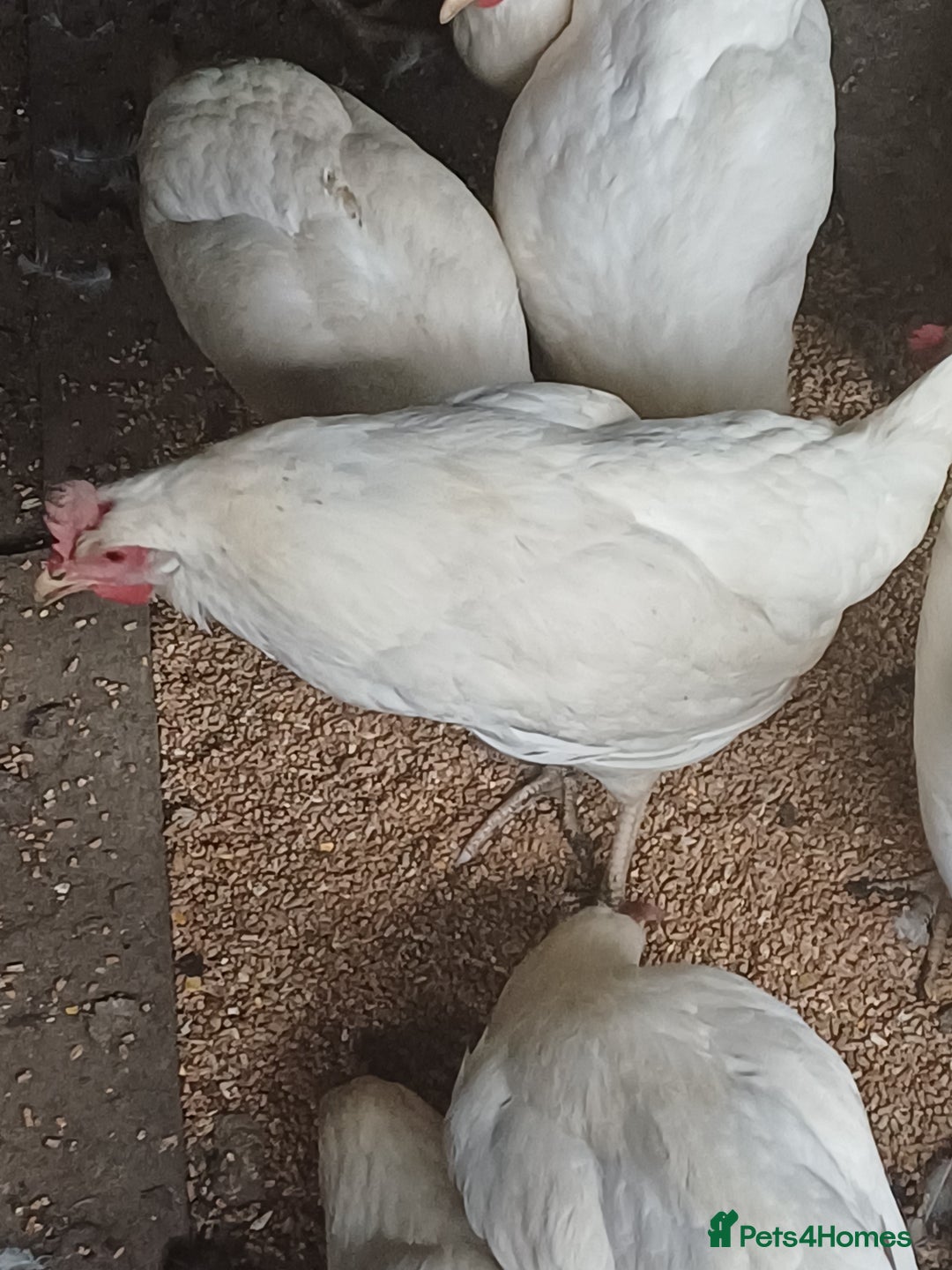 Chickens poultry for sale: Chickens for sale  - Image 2