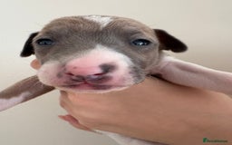 Italian Greyhound dogs for sale: Beautiful Italian Greyhound puppies for sale  - Image 20