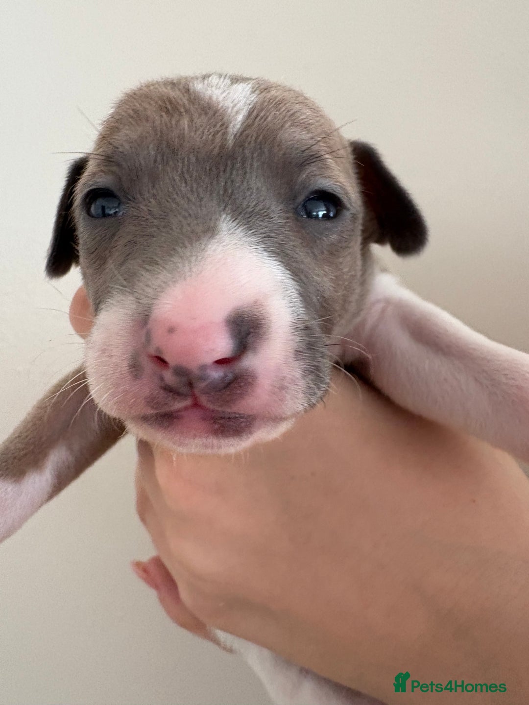 Italian Greyhound dogs for sale: Beautiful Italian Greyhound puppies for sale  - Image 20