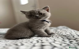 British Shorthair cats for sale: Beautiful British Shorthair Kittens - Image 4