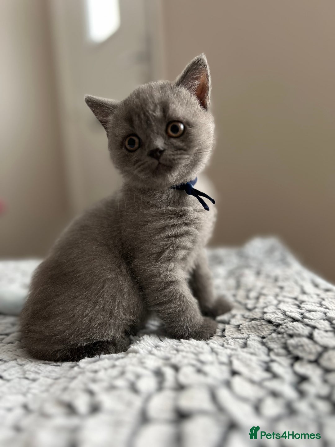 British Shorthair cats for sale: Beautiful British Shorthair Kittens - Image 4
