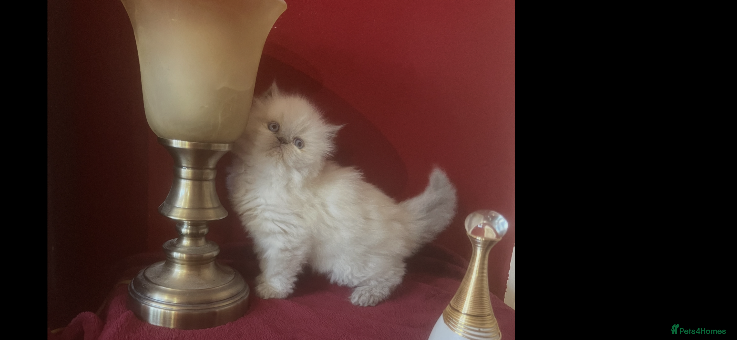 Persian cats 4 ADORABLE LITTLE CUTIE PIES, (READY 9TH JAN)  - Advert 4