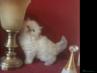 Persian cats 4 ADORABLE LITTLE CUTIE PIES, (READY 9TH JAN) - Advert 4
