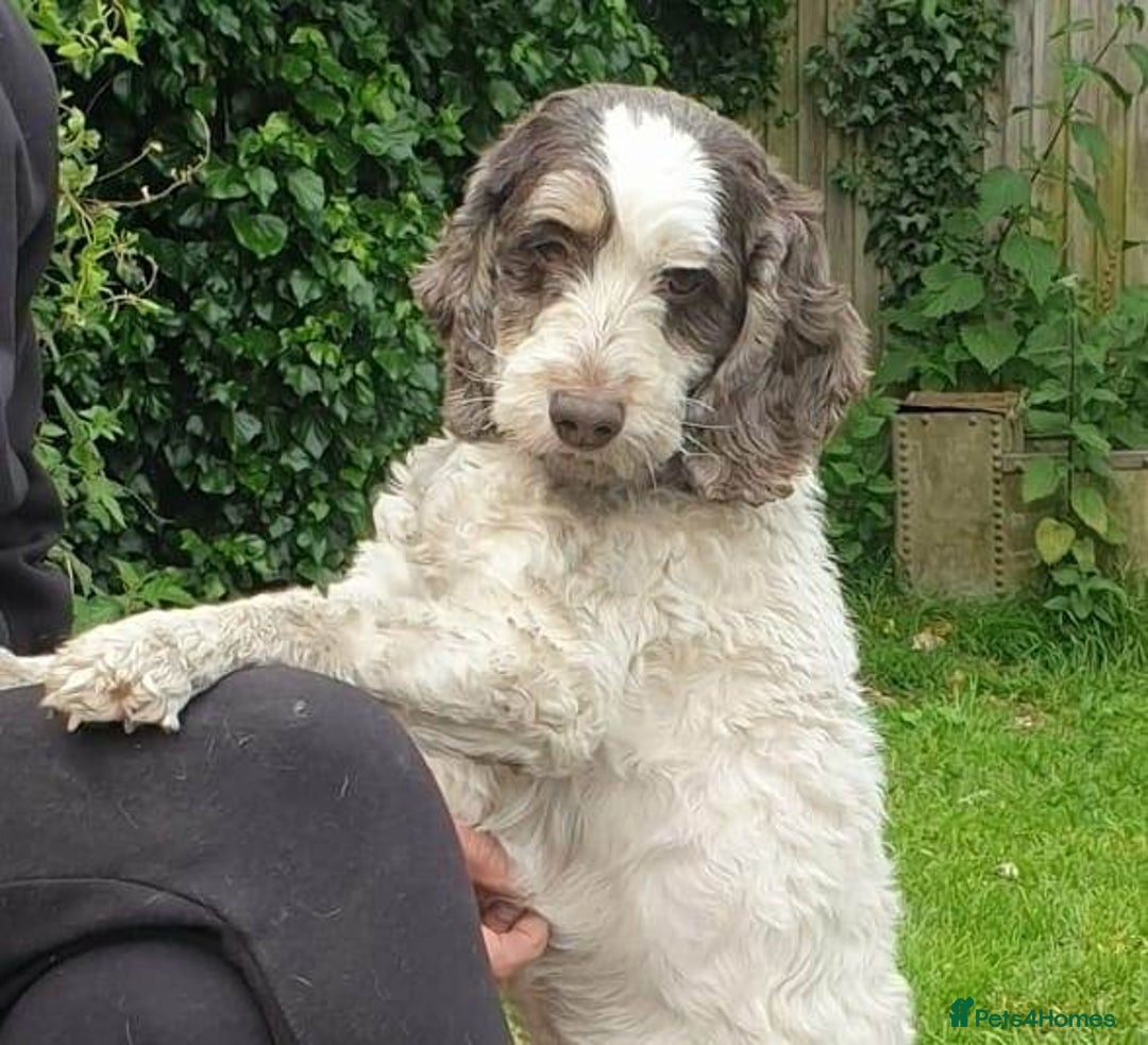 Cockapoo dogs for sale: Show Cockapoo Puppies Homebred Domestic Licence - Image 8