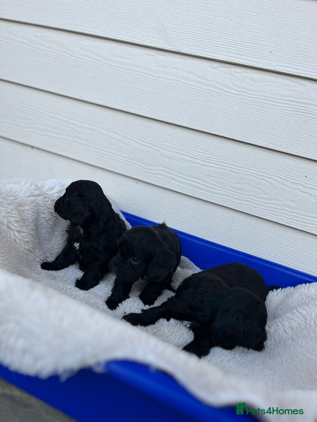 Cockapoo dogs for sale: Tiny cockapoo puppies - Advert 12