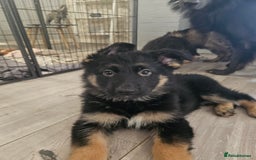 German Shepherd dogs for sale: 2 Beautiful Girls Available  - Image 2