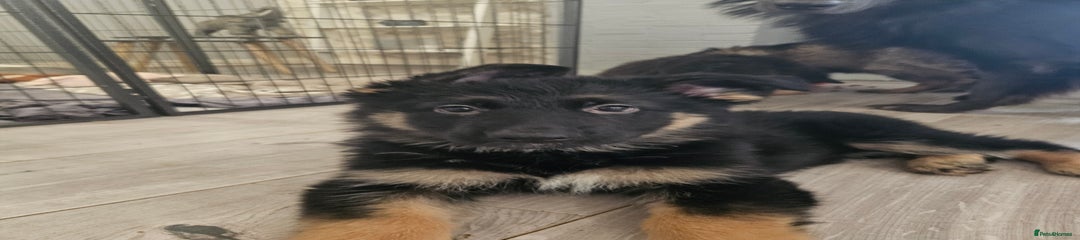 German Shepherd Puppy 2 Magic