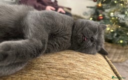 British Shorthair cats for sale: Gorgeous GCCF registered BSH last girl available  - Image 6