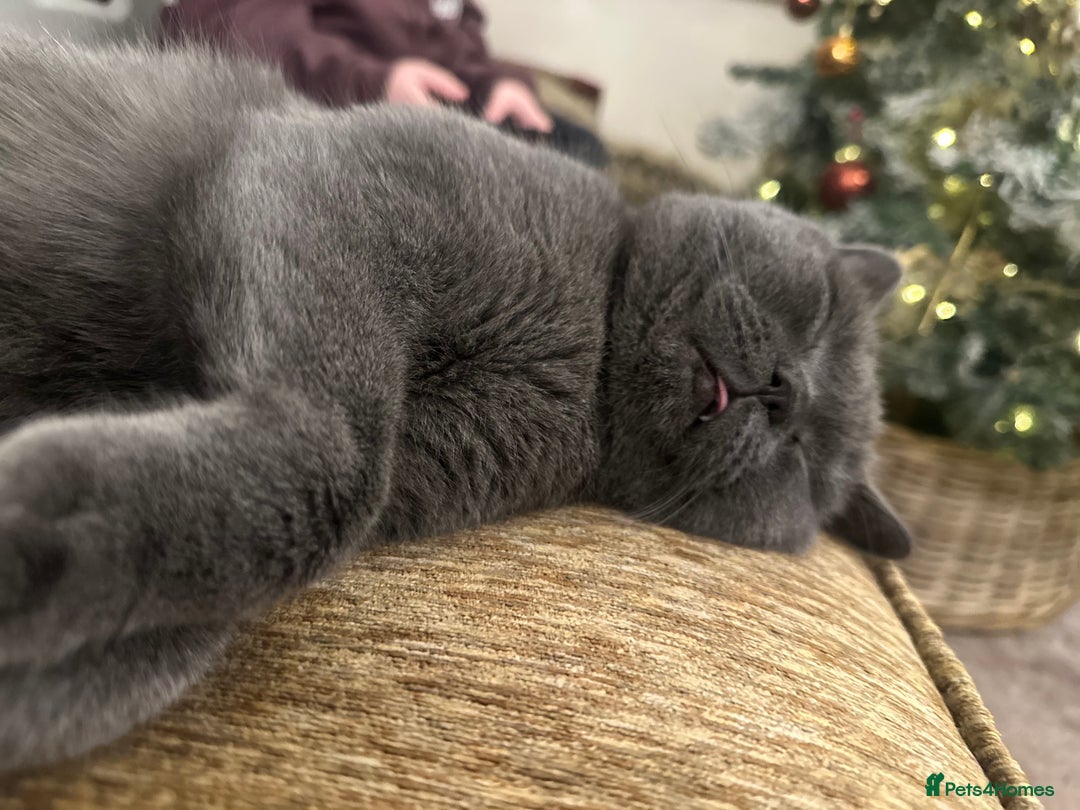 British Shorthair cats for sale: Gorgeous GCCF registered BSH last girl available  - Image 6
