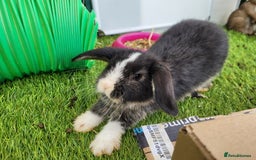 Mini Lop rabbits for sale: Beautiful Mini Lops - READY TO LEAVE  - Image 29