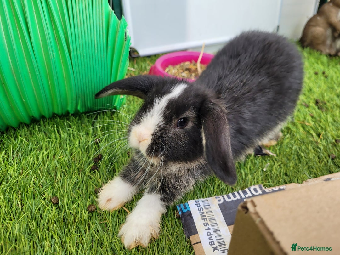 Mini Lop rabbits for sale: Beautiful Mini Lops - READY TO LEAVE  - Image 29