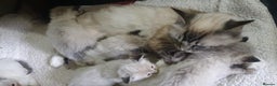 Ragdoll cats for sale: Beautiful GCCF Registered Lynx Ragdoll Kitten. - Advert 10