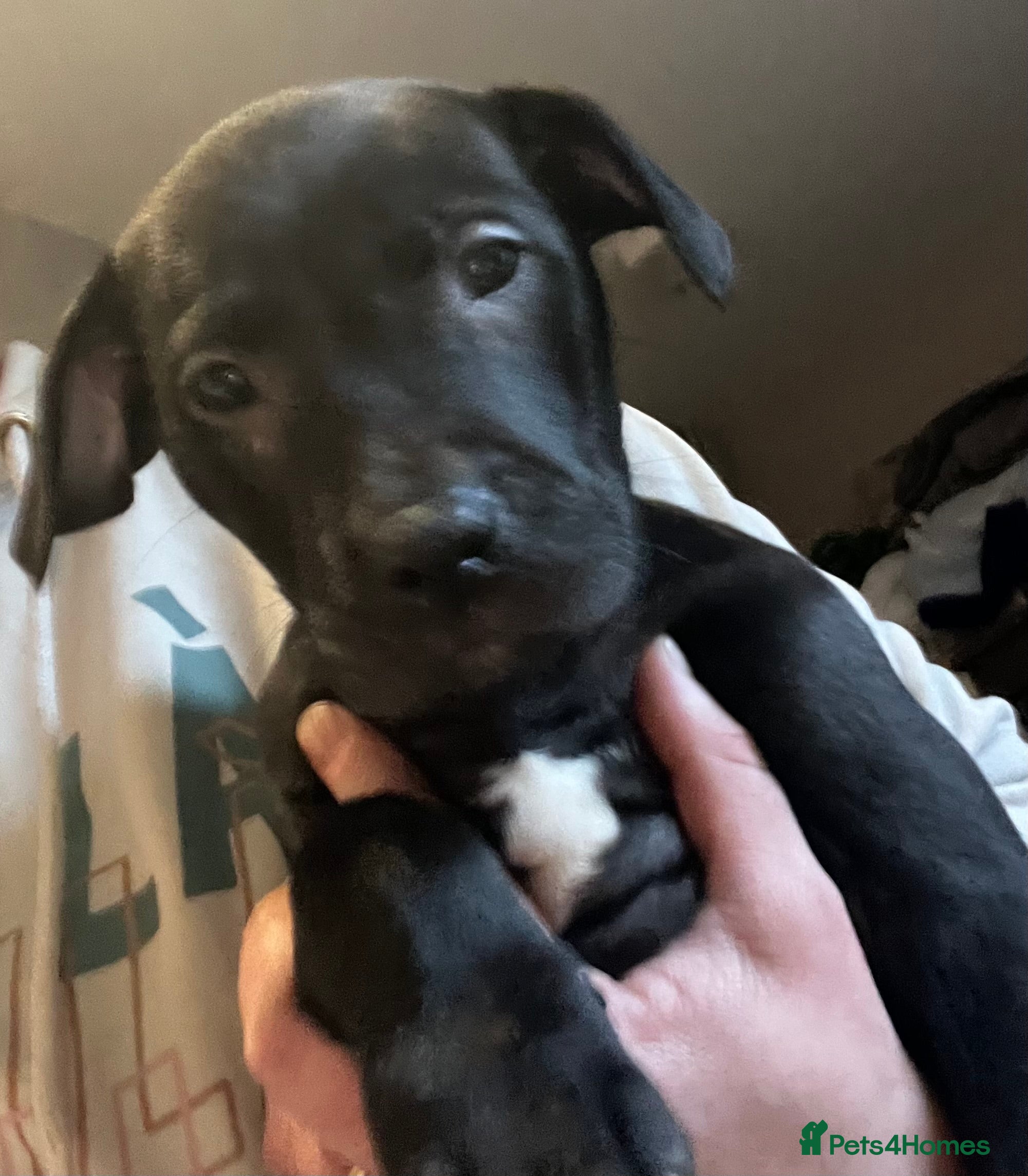 Mixed Breed dogs Bullador mixed puppies - Advert 12