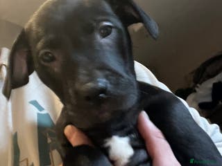 Mixed Breed dogs Bullador mixed puppies - Advert 7