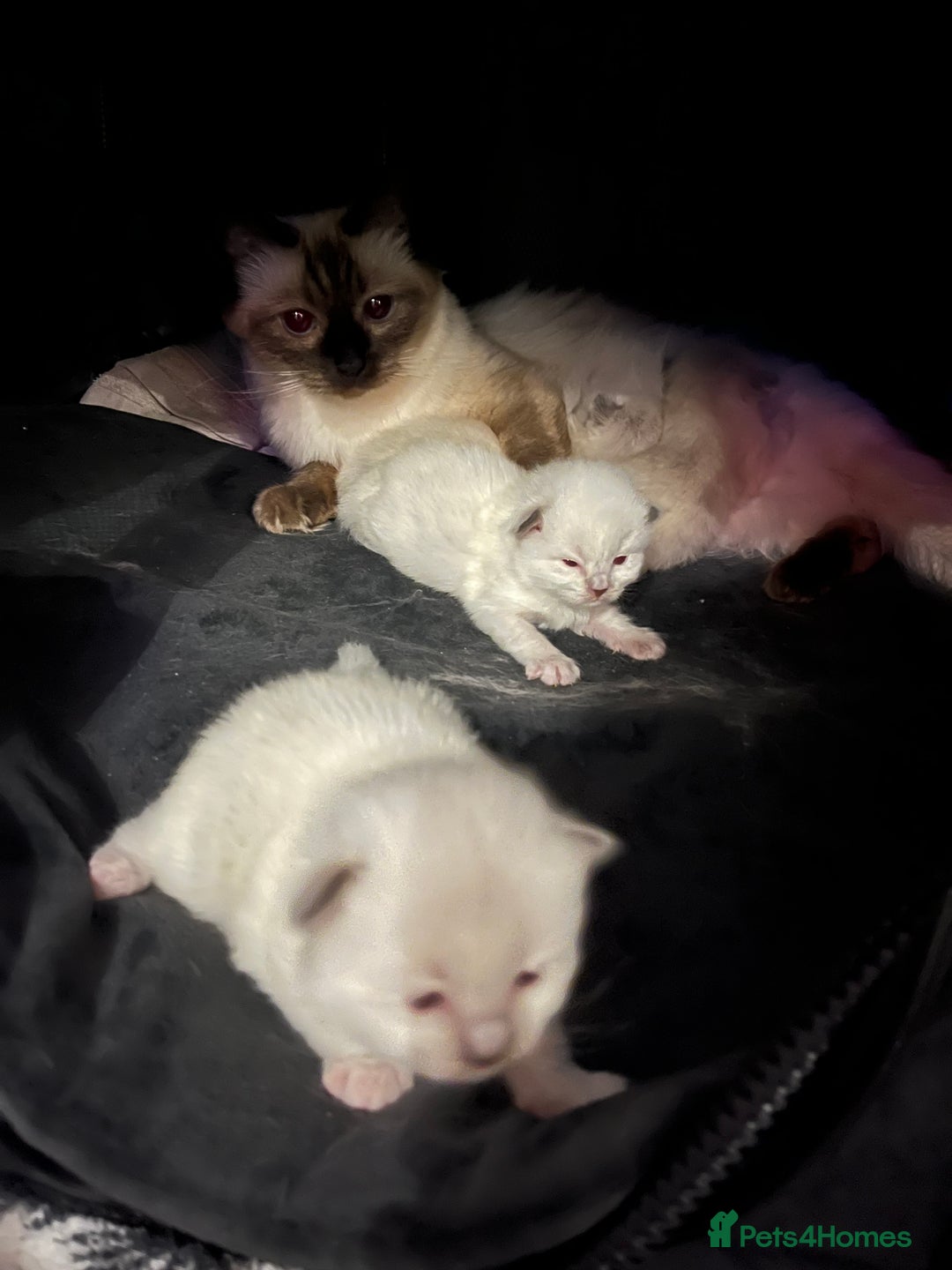 Ragdoll cats for sale: Ragdoll kittens ready in December - Advert 6