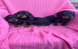 Dachshund dogs for sale: Dachshund puppies - Image 3