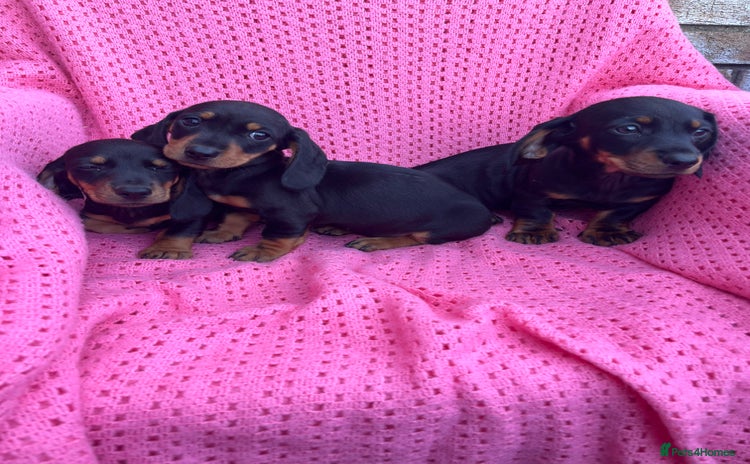 Dachshund dogs - Advert 6
