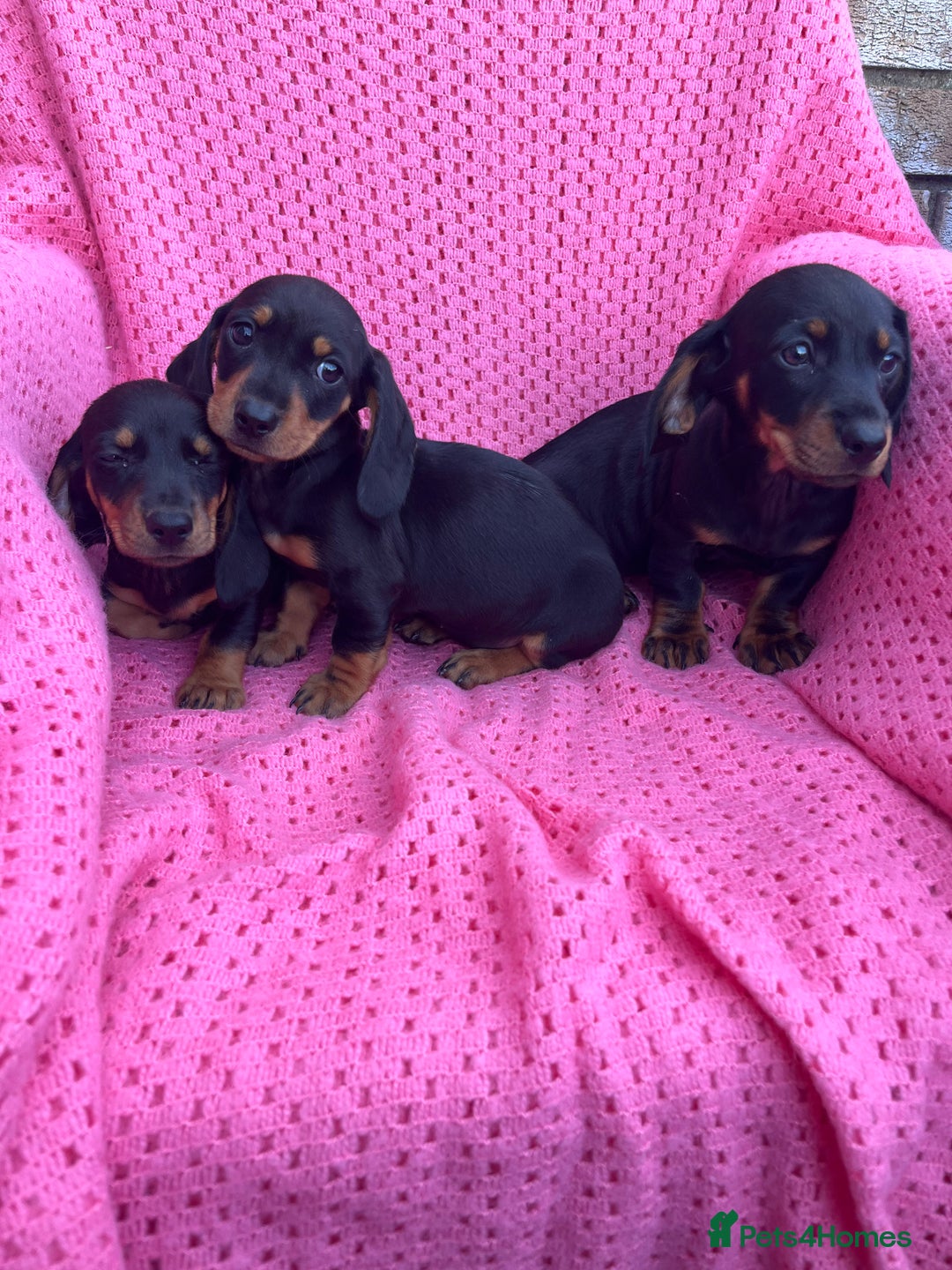 Dachshund dogs for sale: Dachshund puppies - Image 3