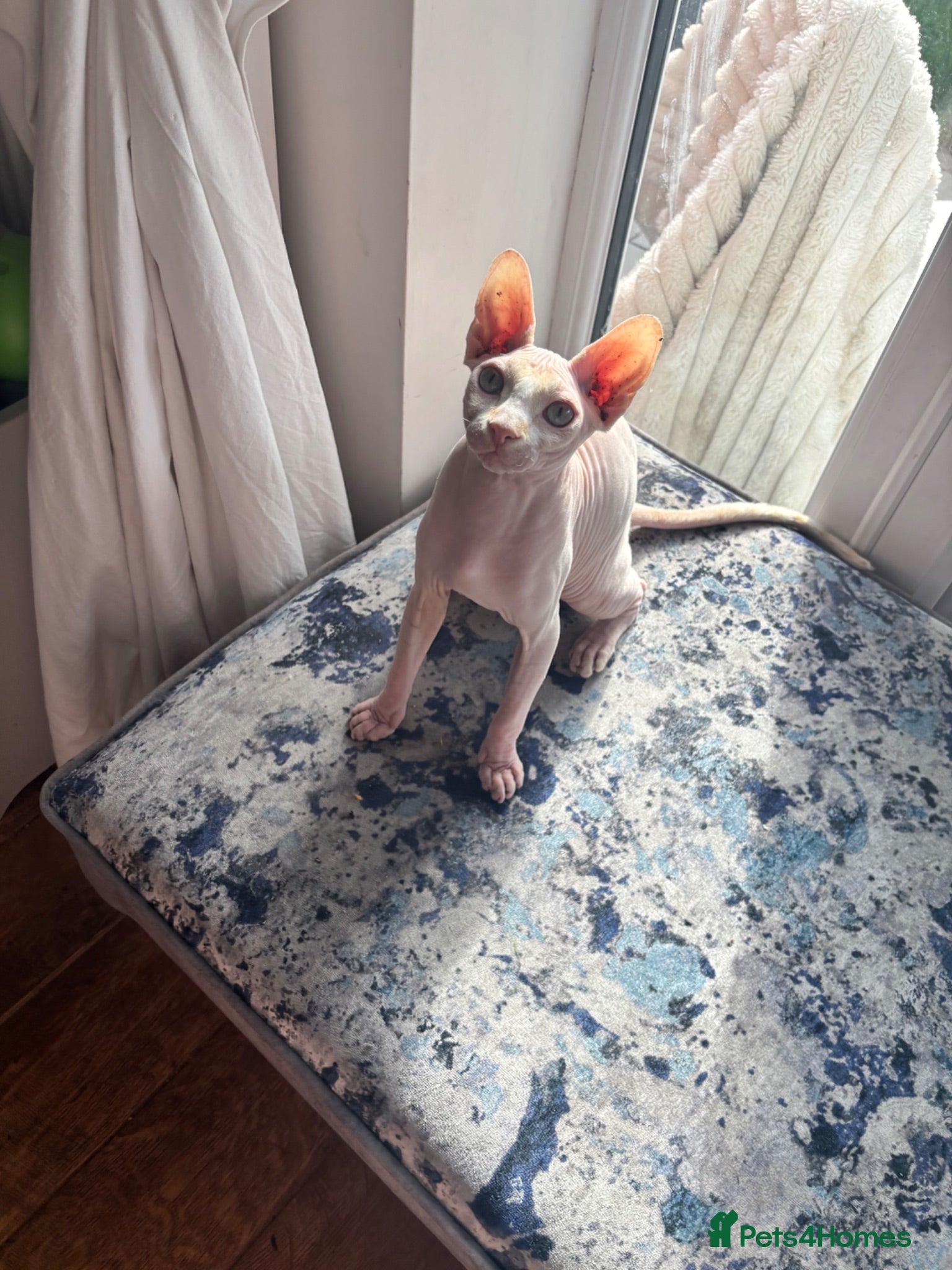Sphynx cats Luca looking for a loving home  - Advert 10