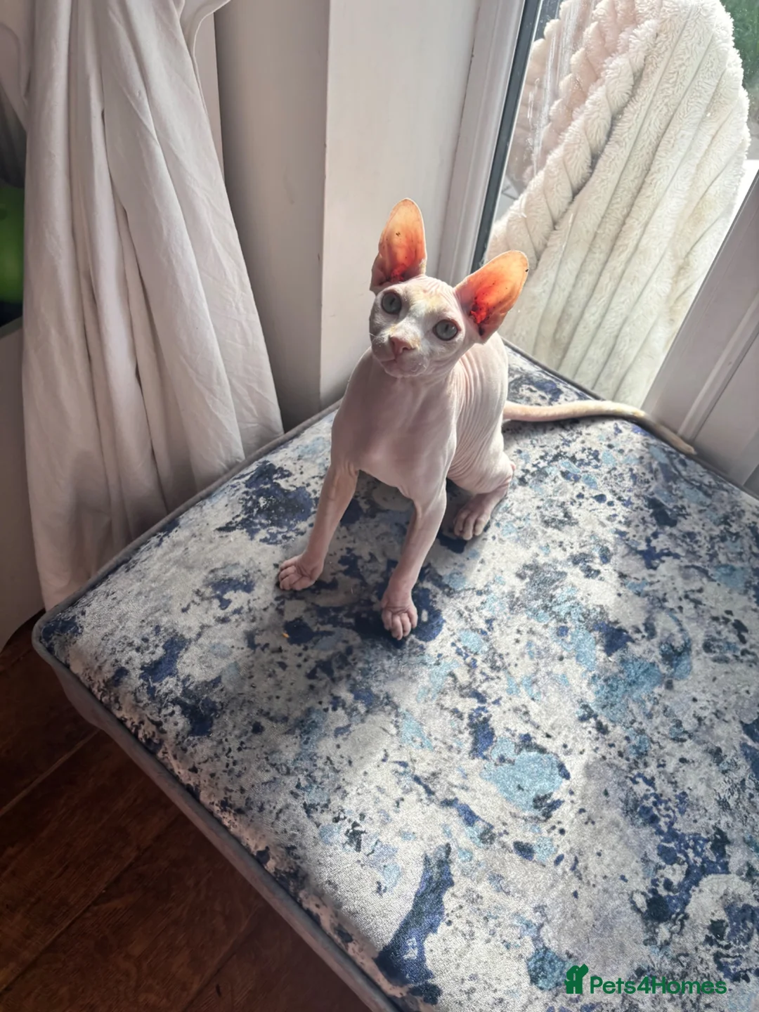 Sphynx cats for sale: Luca looking for a loving home  - Advert 1