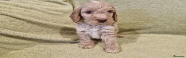 Cockapoo Puppy 1
