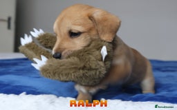 Mixed Breed dogs for sale: Parson Russell Cross Puppies  - Image 9