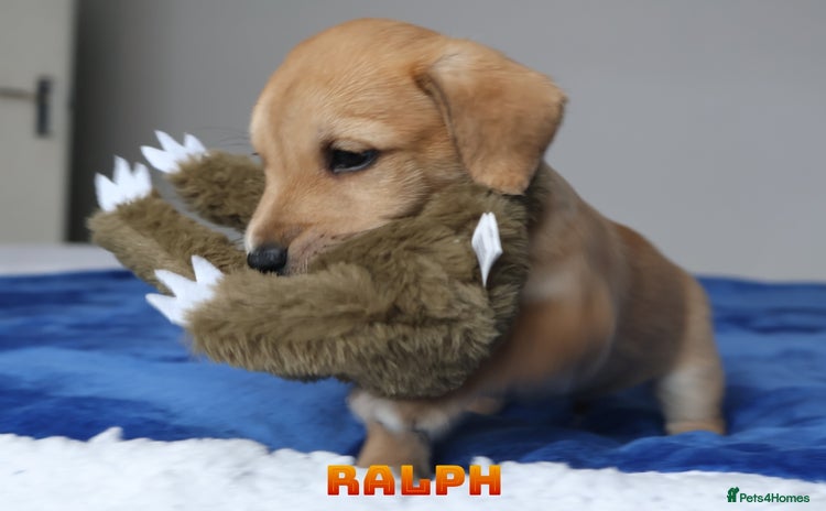 Mixed Breed dogs - Advert 2