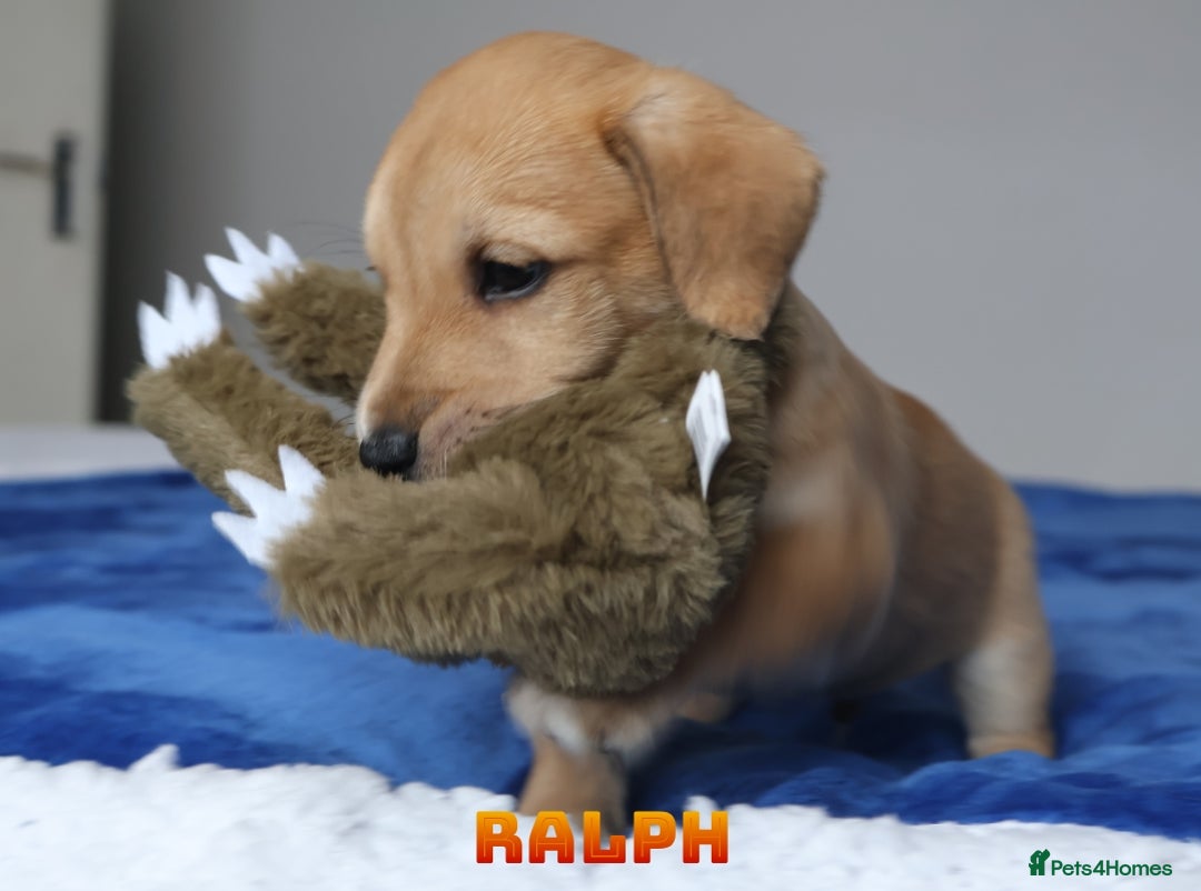 Mixed Breed dogs for sale: Parson Russell Cross Puppies  - Image 9