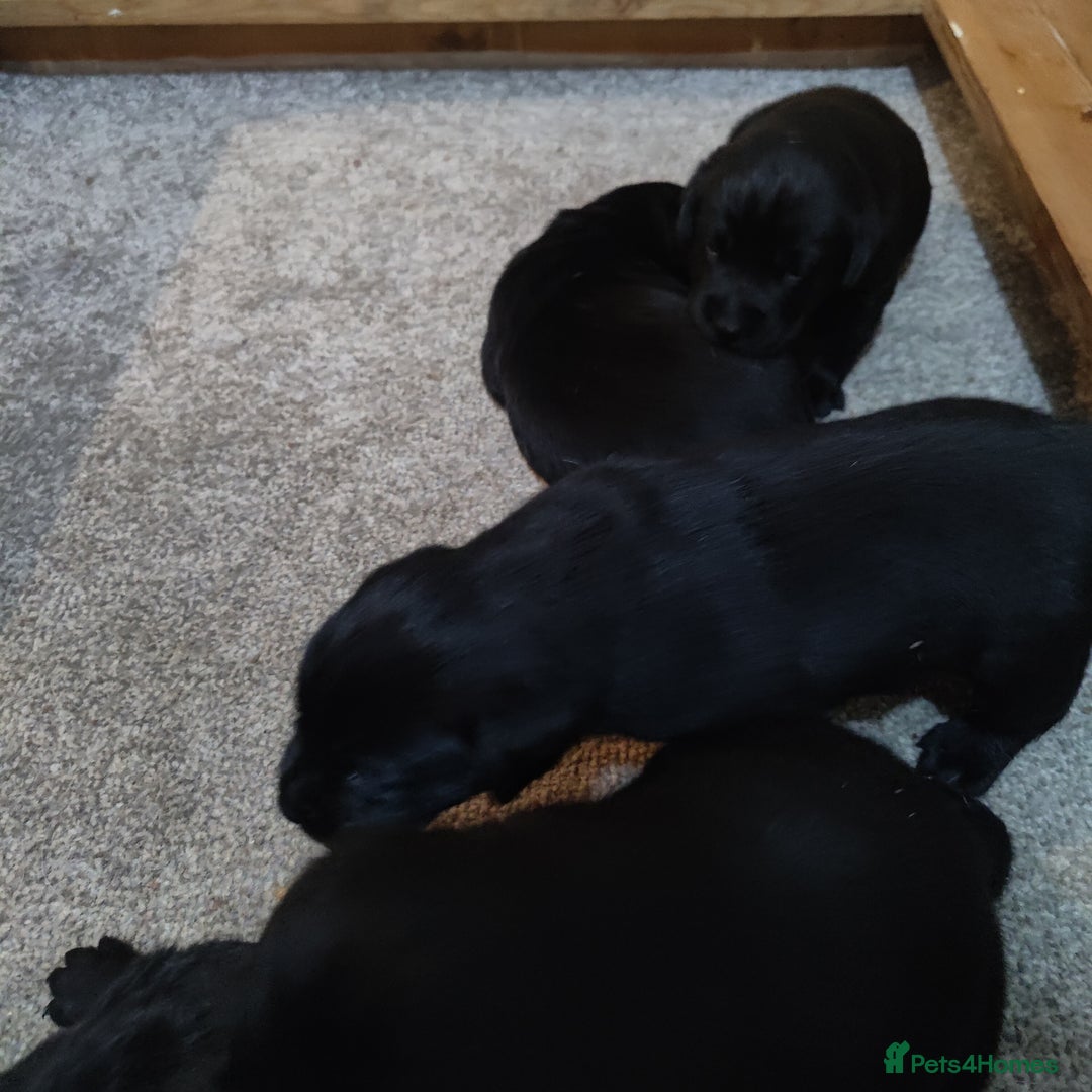 Labrador Retriever dogs for sale: Beautiful pedigree black Labrador pup's  - Image 10