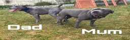 Staffordshire Bull Terrier dogs for sale: KC-QUALITY BLUE STAFFORDSHIRE BULLTERRIER PUPPIES - Advert 34
