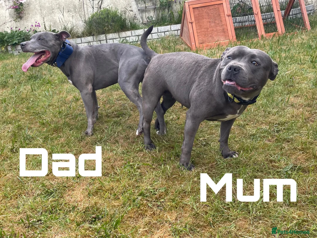 Staffordshire Bull Terrier dogs for sale: KC-QUALITY BLUE STAFFORDSHIRE BULLTERRIER PUPPIES - Advert 34