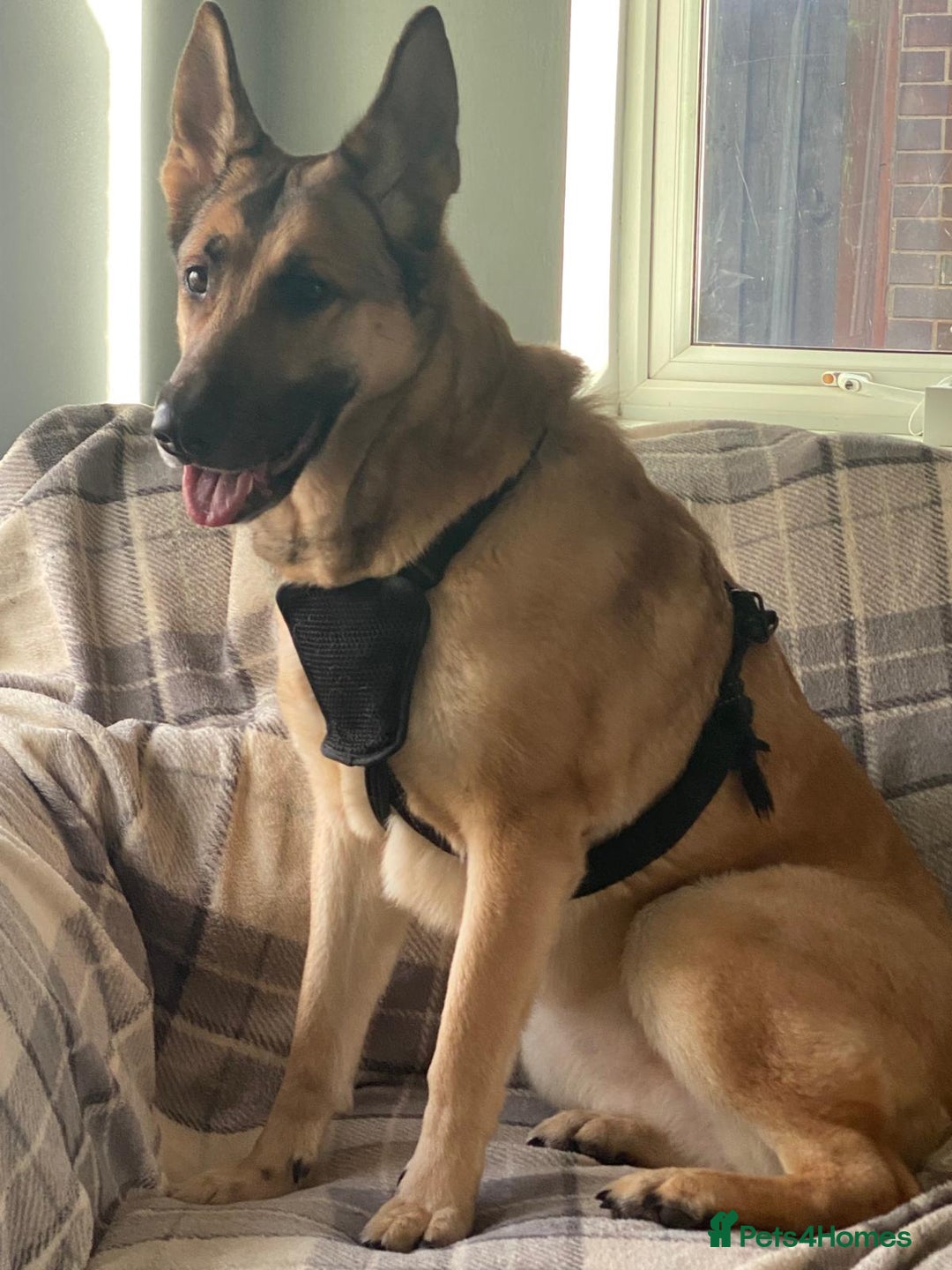 German Shepherd dogs for sale: Beautiful girl needs forever home - Advert 2