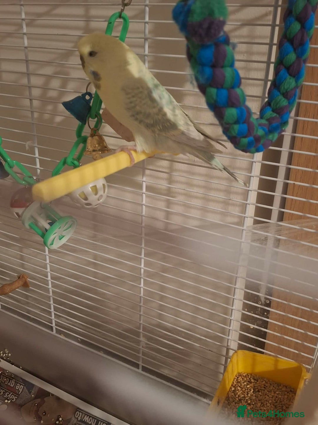 Budgerigars birds for sale: Male budgie with cage and stand  - Advert 4