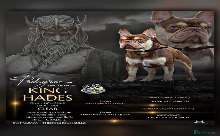 French Bulldog dogs in Sittingbourne - Advert 5