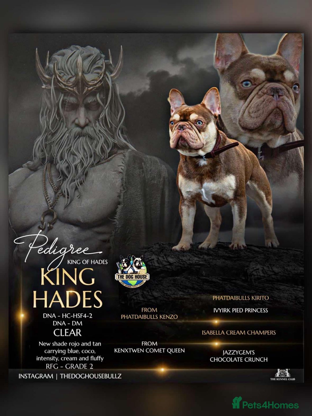 French Bulldog dogs for stud: 🏆KING HADE RFG & FBCE Health Clear🏆 in Sittingbourne - Image 1