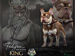 French Bulldog dogs 🏆KING HADE BEST ROJO AND TAN🏆Jan Sale❗️ in Sittingbourne - Advert 11