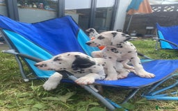 Dalmatian dogs for sale: Dalmatian Puppies (pure bred) - Image 4