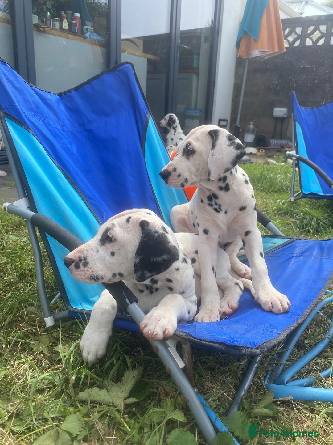 Dalmatian dogs for sale: Dalmatian Puppies (pure bred) - Image 4